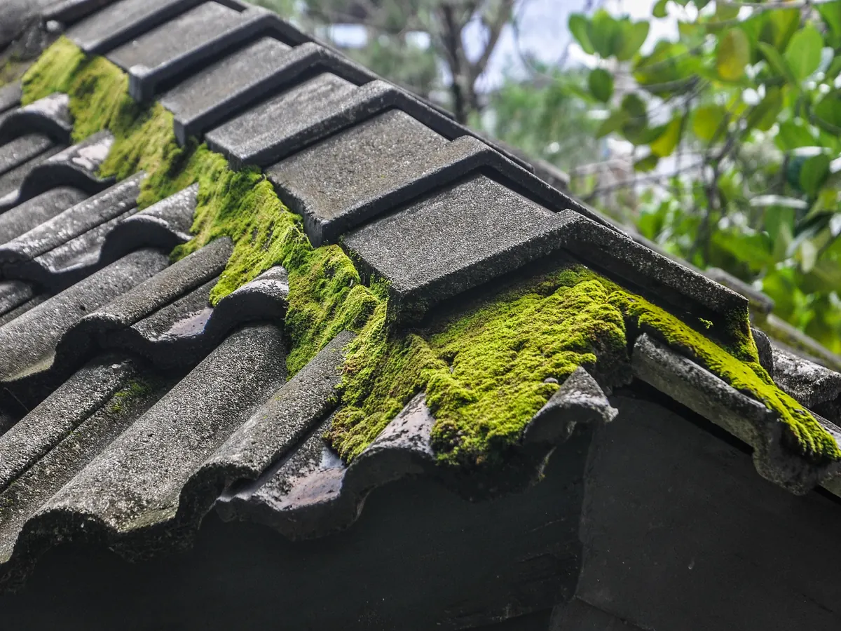 Close view of moss removal work in progress