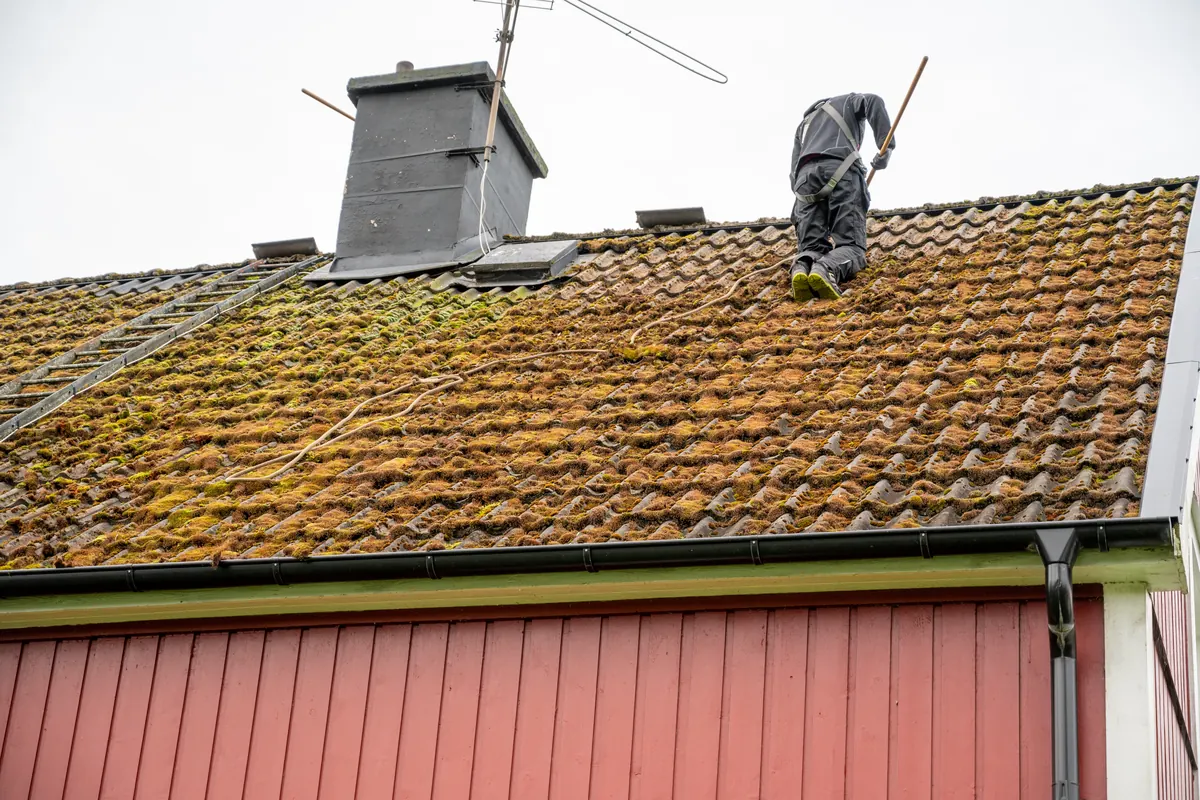 Moss Removal work by Revive Roofing & Repairs